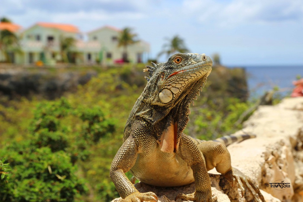 Iguanas, Curaçao