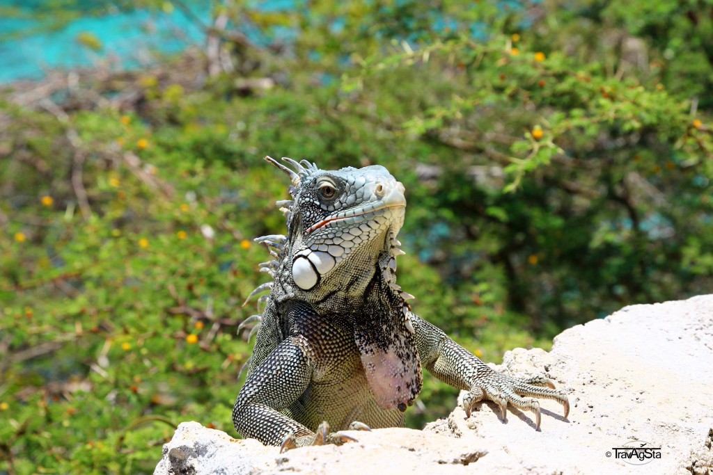 Iguanas, Curaçao