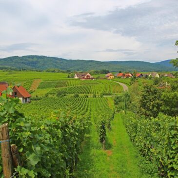 Alsace – Reasonable reasons for this region!
