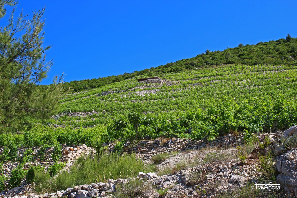 Vineyards, Orebic, Croatia