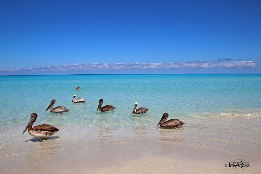 Pelikane posieren für ein Foto - Vardero, Kuba
