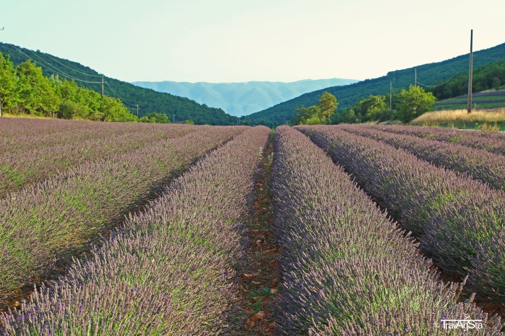 Lavender, Provence, France