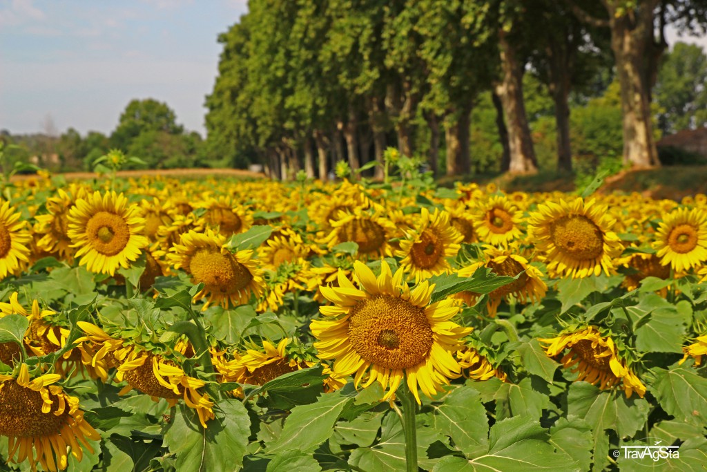Sunflower field, Provence, France