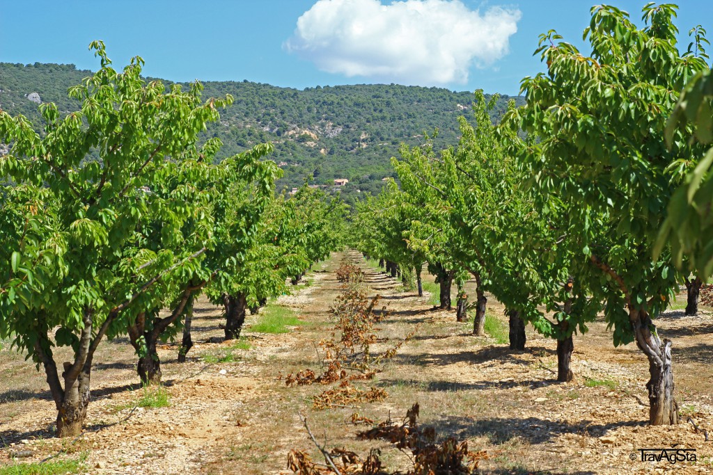 Wine yards, Provence, France