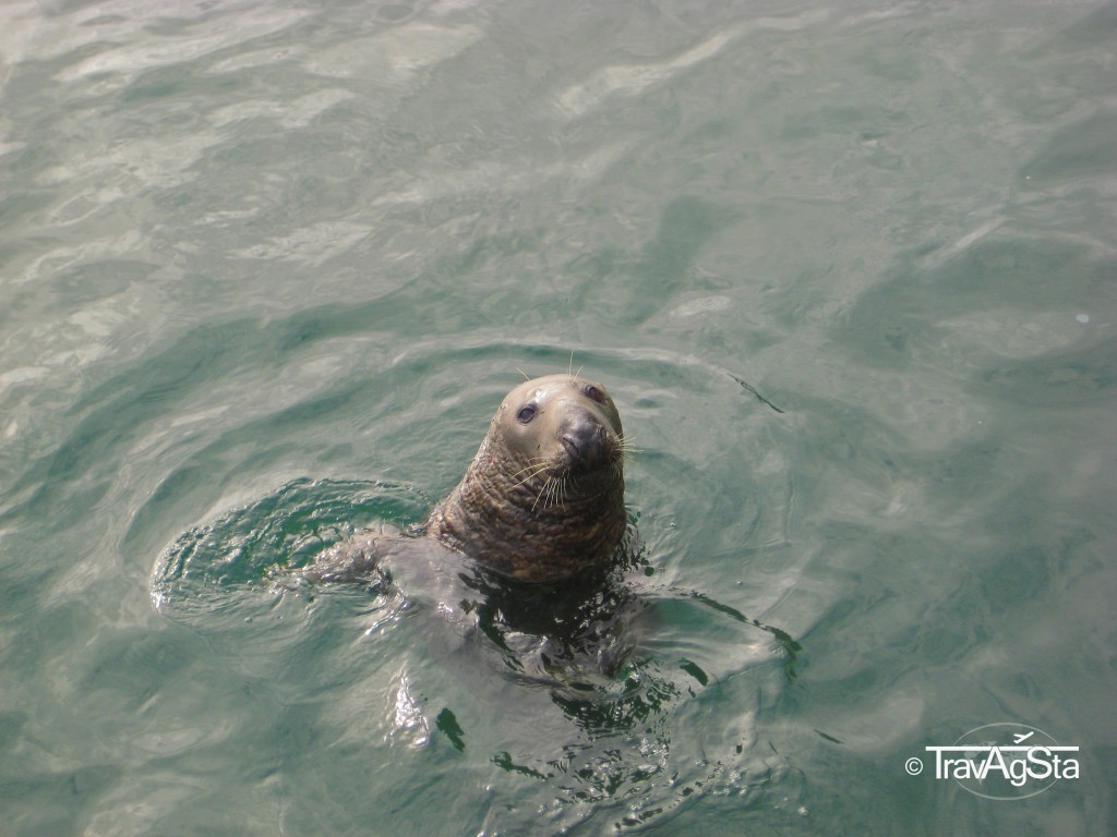 Seal, Howth, Ireland