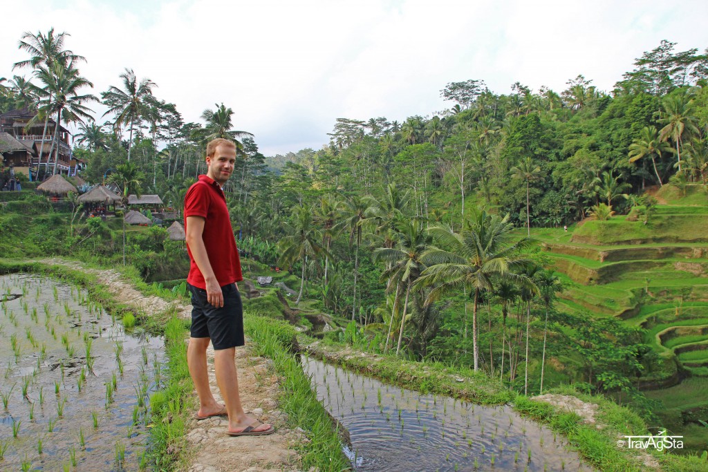 Tegalalang Rice Fields, Ubud, Bali, Indonesia