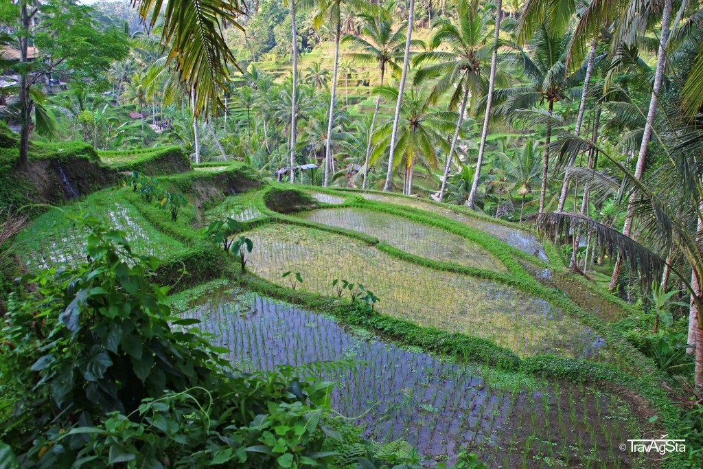 Tegalalang Rice Fields, Ubud, Bali, Indonesia