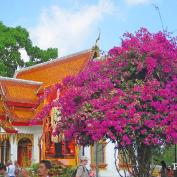 Chiang Mai: Tempel, Reisfelder, Elefanten!