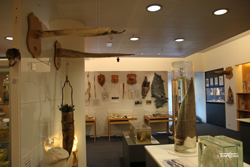 Icelandic Phallological Museum, Reykjavik, Iceland