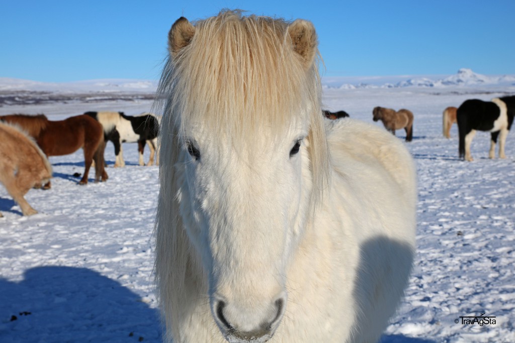 Iceland Horses, Iceland