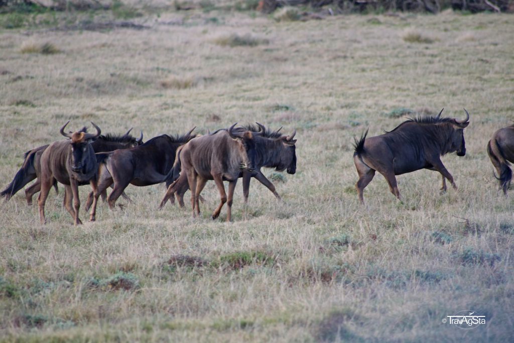 Gondwana Game Reserve, South Africa