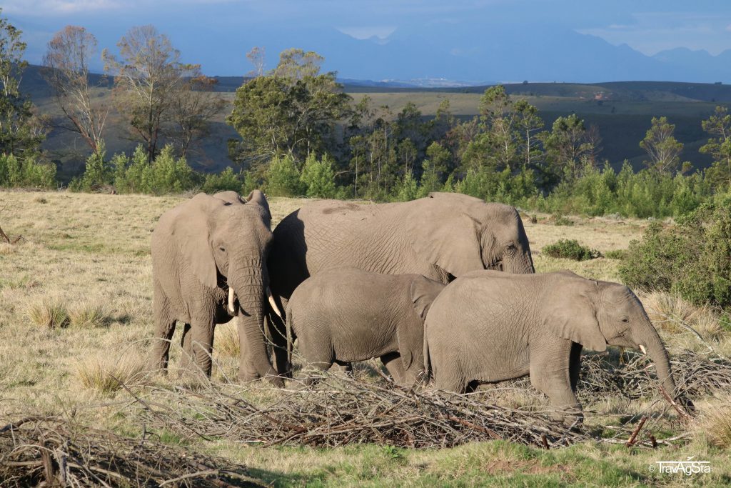 Gondwana Game Reserve, South Africa
