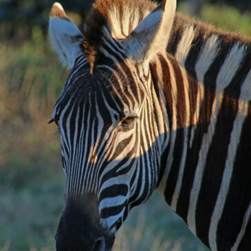 Gondwana Game Reserve – Safari vom Feinsten!