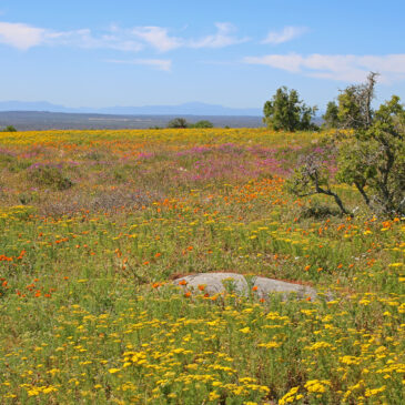 West Coast National Park and Paternoster – A day trip to the Wild Flowers!
