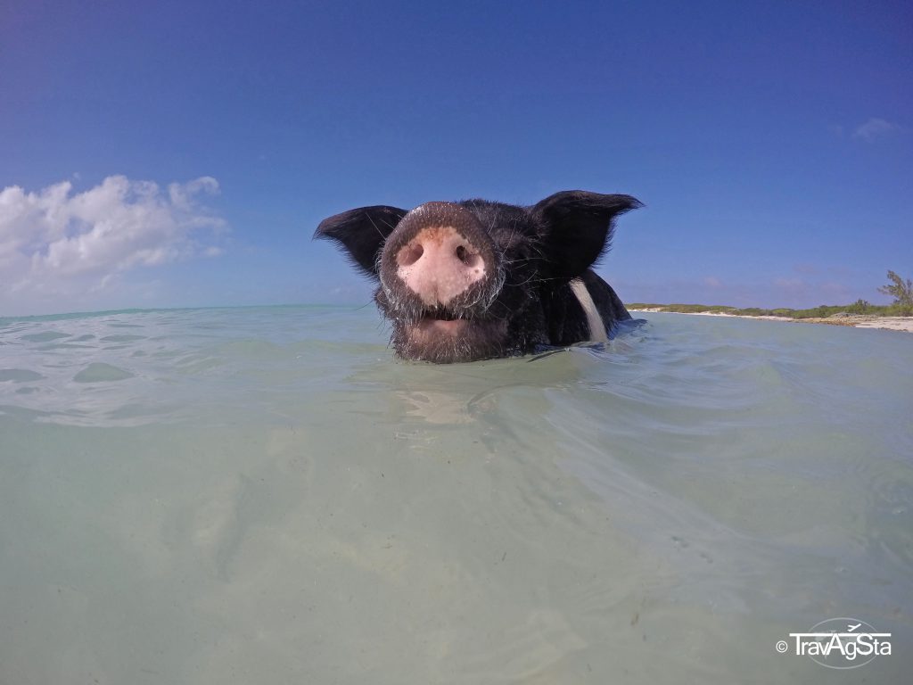 Little Pig Beach, Great Exuma, The Bahamas