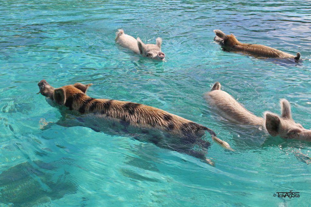 The Swimming Pigs, Big Major Cay, The Bahamas
