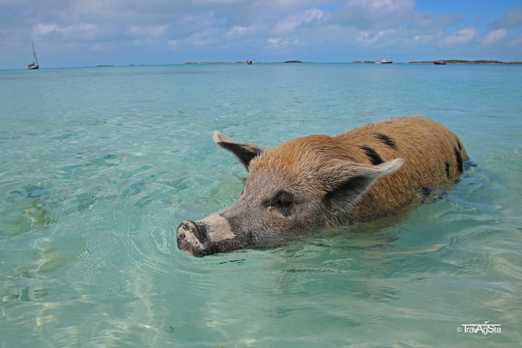 Swimming Pigs, Exuma, Bahamas