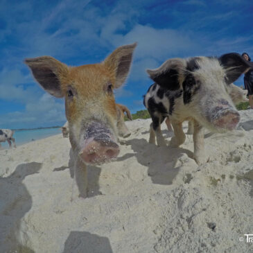 Swimming Pigs, Nurse Sharks, Iguanas – Tagestrip entlang der Exuma Cays!