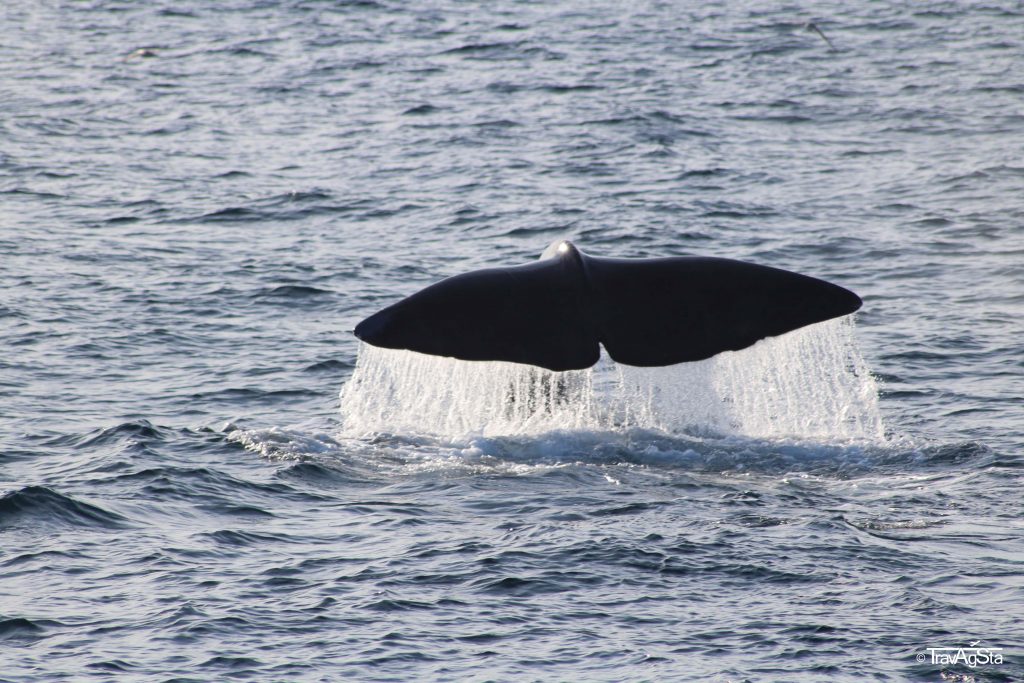 Whale Watching, Vesterålen, Norway