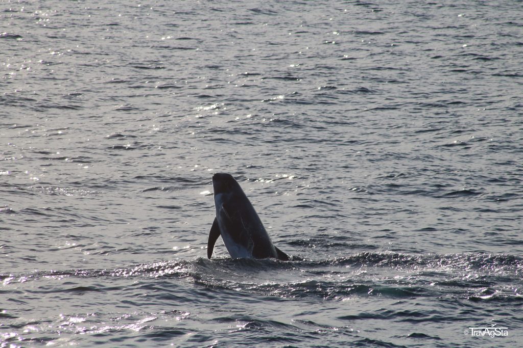Whale Watching, Vesterålen, Norway