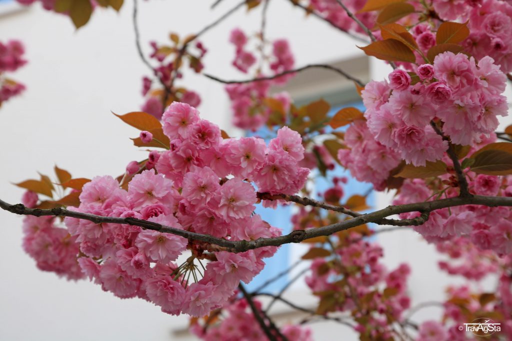 Kirschblüte/ Cherry Blossom, Heerstraße, Bonn, Germany