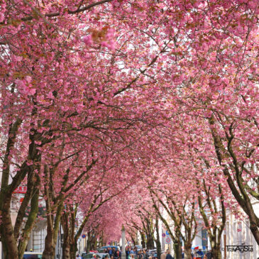 Kirschblüte in Bonn, Schloss Drachenburg und Alter Flecken in Freudenberg – Tipps für ein schönes Wochenende im Frühling!